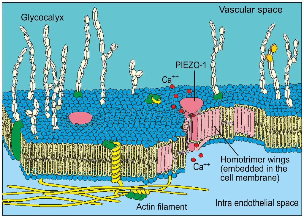 endotelio-faceinterna-dr-jose-nasser-aquera