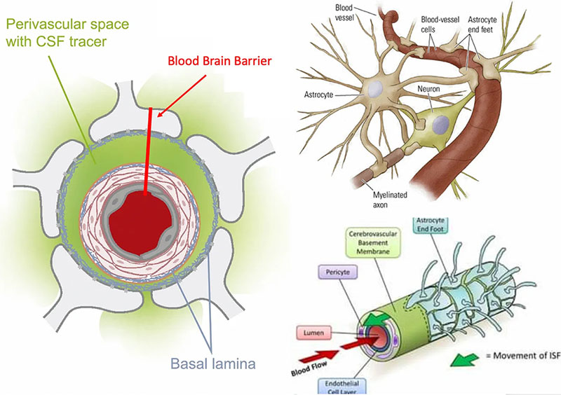 lymphatic-circulation-dr-jose-nasser-aquera
