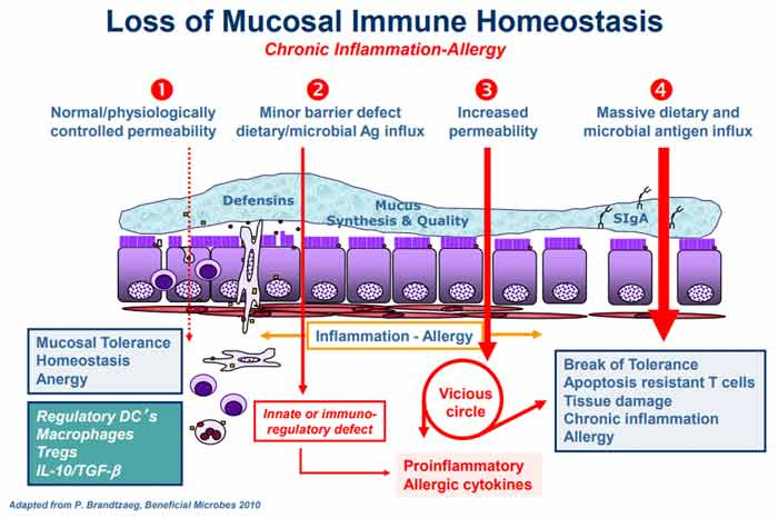 homeostase-intestinal-dr-jose-nasser-aquera