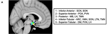 hipotalamo-dr-jose-nasser-aquera